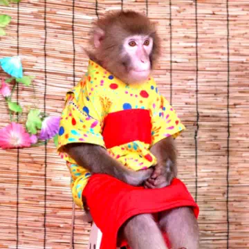 あおい