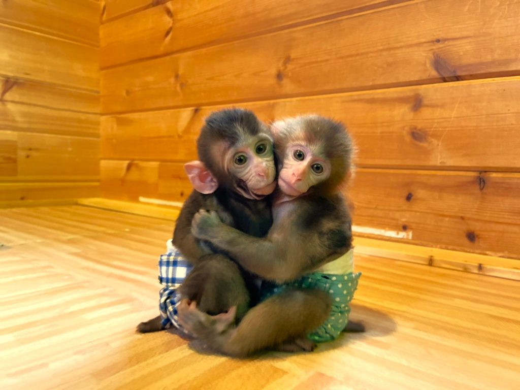 猿 と 触れ合える 動物園